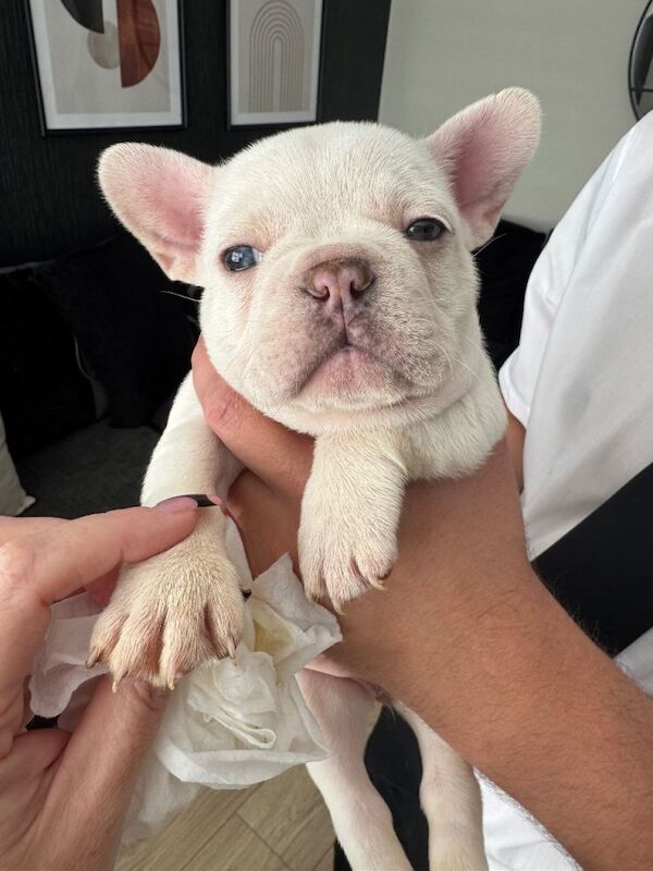 Frenchie Puppies For Sale