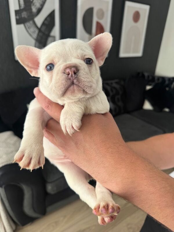 KC registered platinum female french bulldog - Image 2 of 6