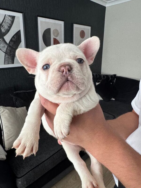 KC registered platinum female french bulldog - Image 3 of 6