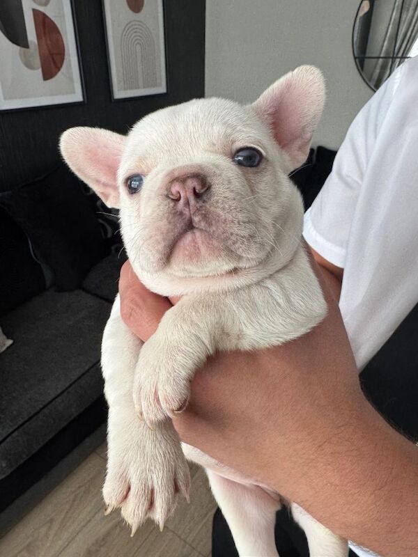 KC registered platinum female french bulldog - Image 4 of 6