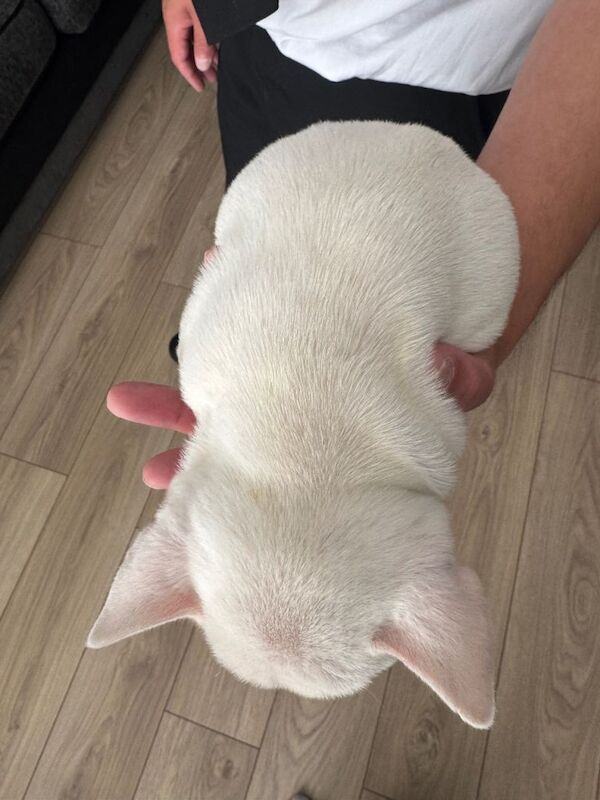 KC registered platinum female french bulldog - Image 5 of 6