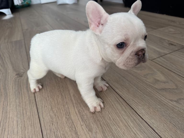KC registered platinum female french bulldog - Image 6 of 6