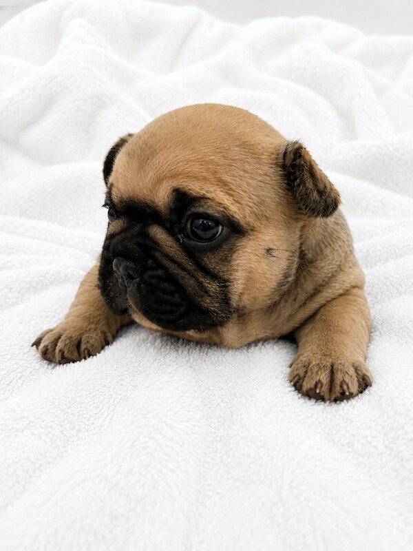 KC registered Quality French Bulldogs