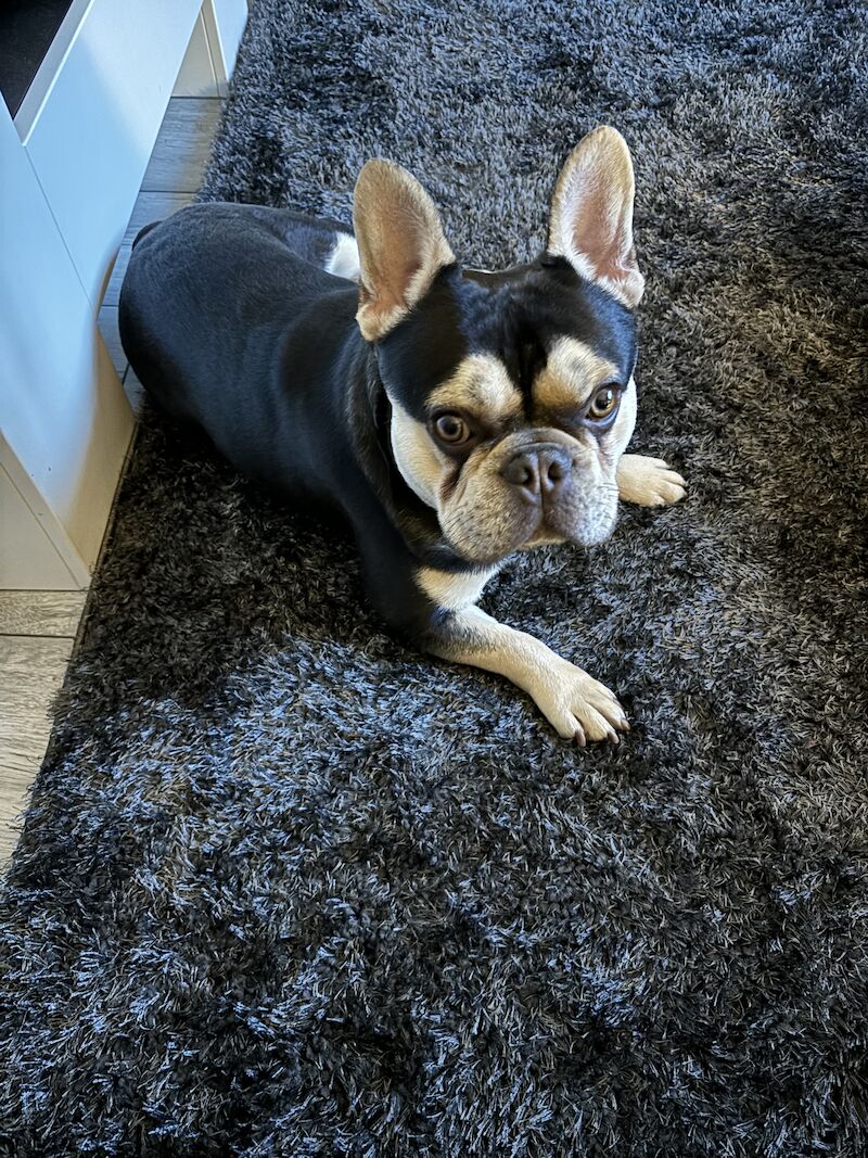 French Bulldog stud dog for stud in Trentham, Staffordshire – KC registered, 2 years old