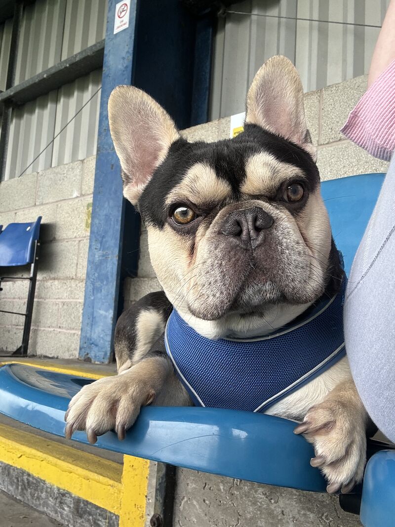 KC registered stunning chocolate and tan available for stud duties - Image 2 of 4