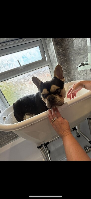 KC registered stunning chocolate and tan available for stud duties - Image 3 of 4