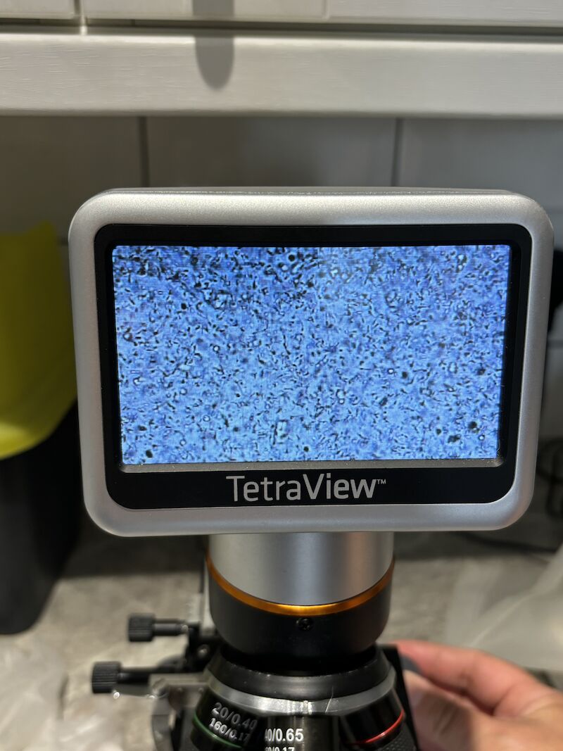 KC registered stunning chocolate and tan available for stud duties - Image 4 of 4