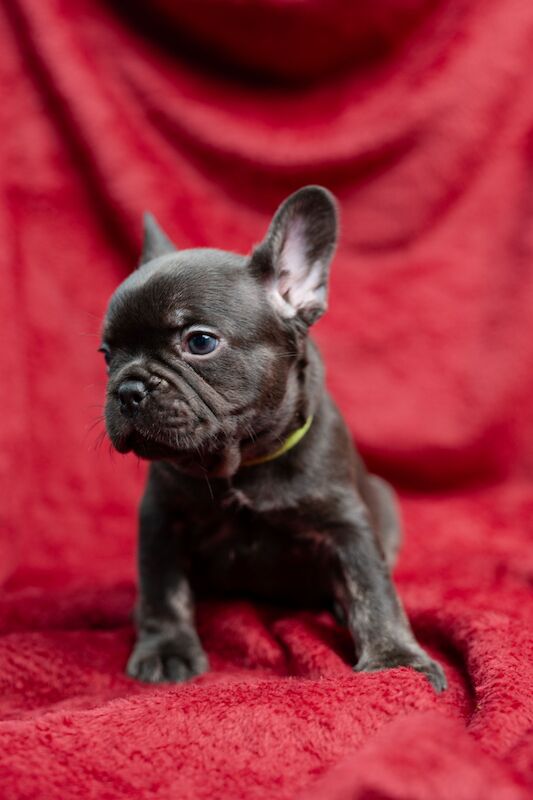 BIG ROPE FLUFFY FRENCHIES 😍 French Bulldog Puppies For Sale in