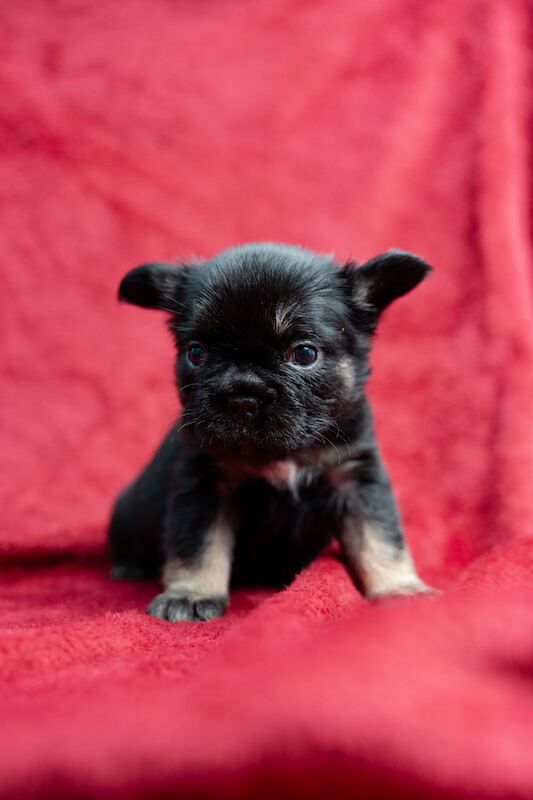 BIG ROPE FLUFFY FRENCHIES 😍 French Bulldog Puppies For Sale in