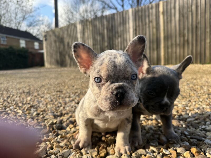 L4 fluff carries dwkc registered French bulldog pups for sale in North Hykeham, Lincolnshire - Image 2