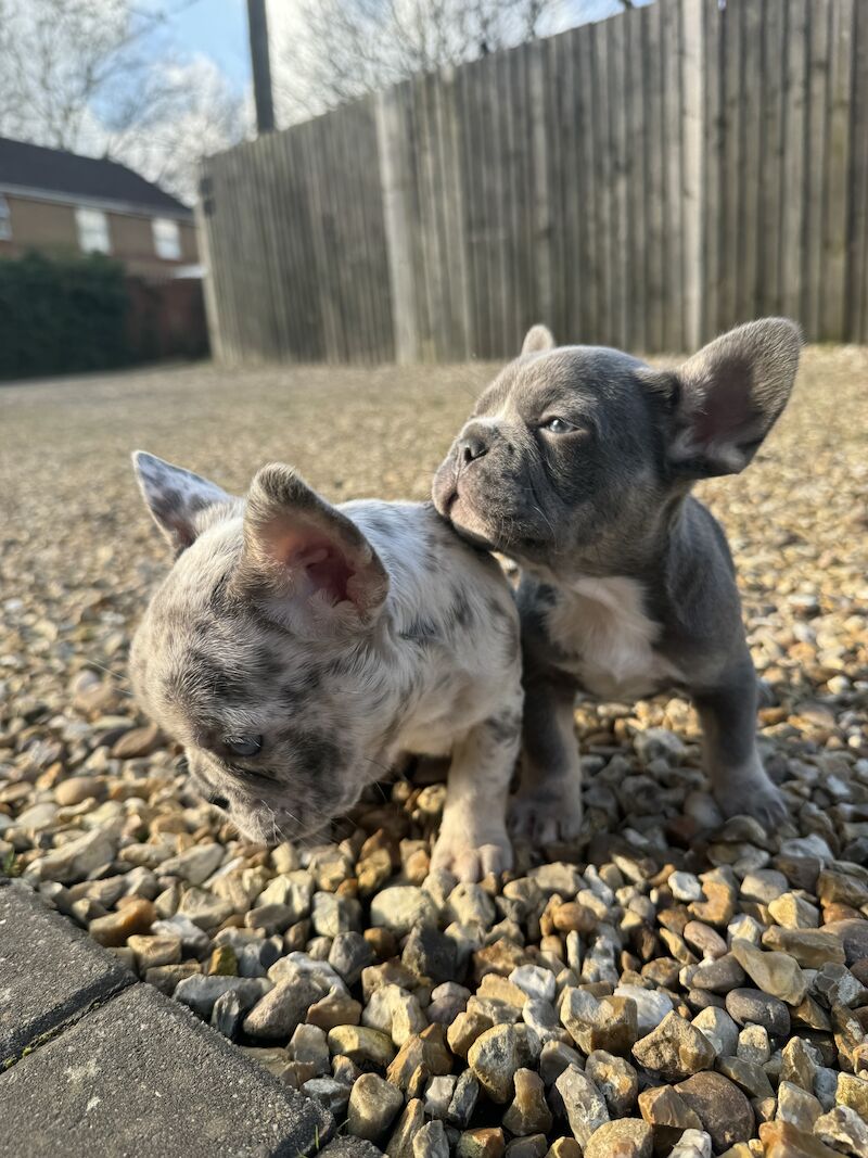 L4 fluff carries dwkc registered French bulldog pups for sale in North Hykeham, Lincolnshire - Image 3