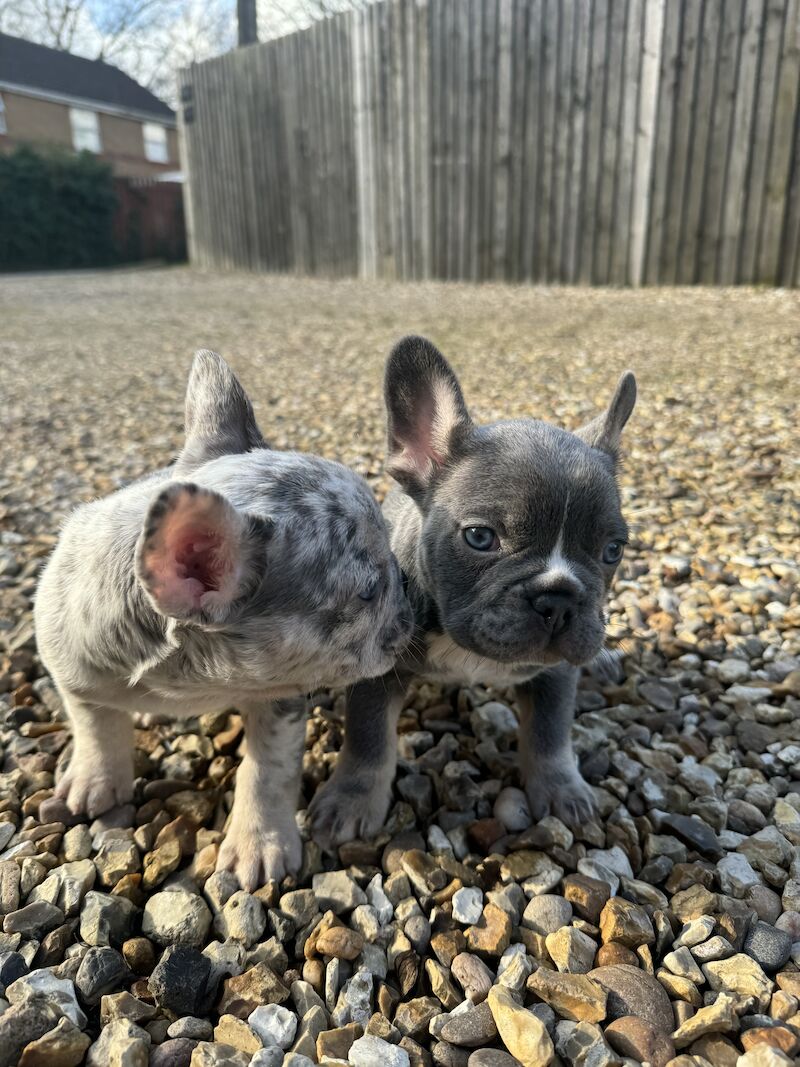 L4 fluff carries dwkc registered French bulldog pups for sale in North Hykeham, Lincolnshire - Image 4