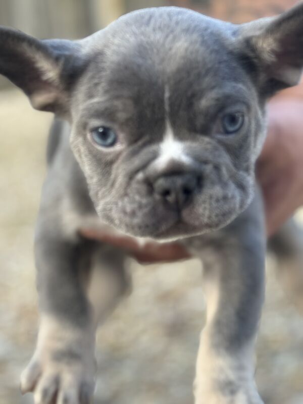 L4 fluff carries dwkc registered French bulldog pups for sale in North Hykeham, Lincolnshire - Image 5