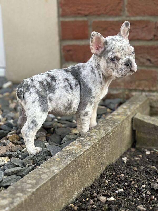 L4 fluff carries dwkc registered French bulldog pups for sale in North Hykeham, Lincolnshire - Image 6