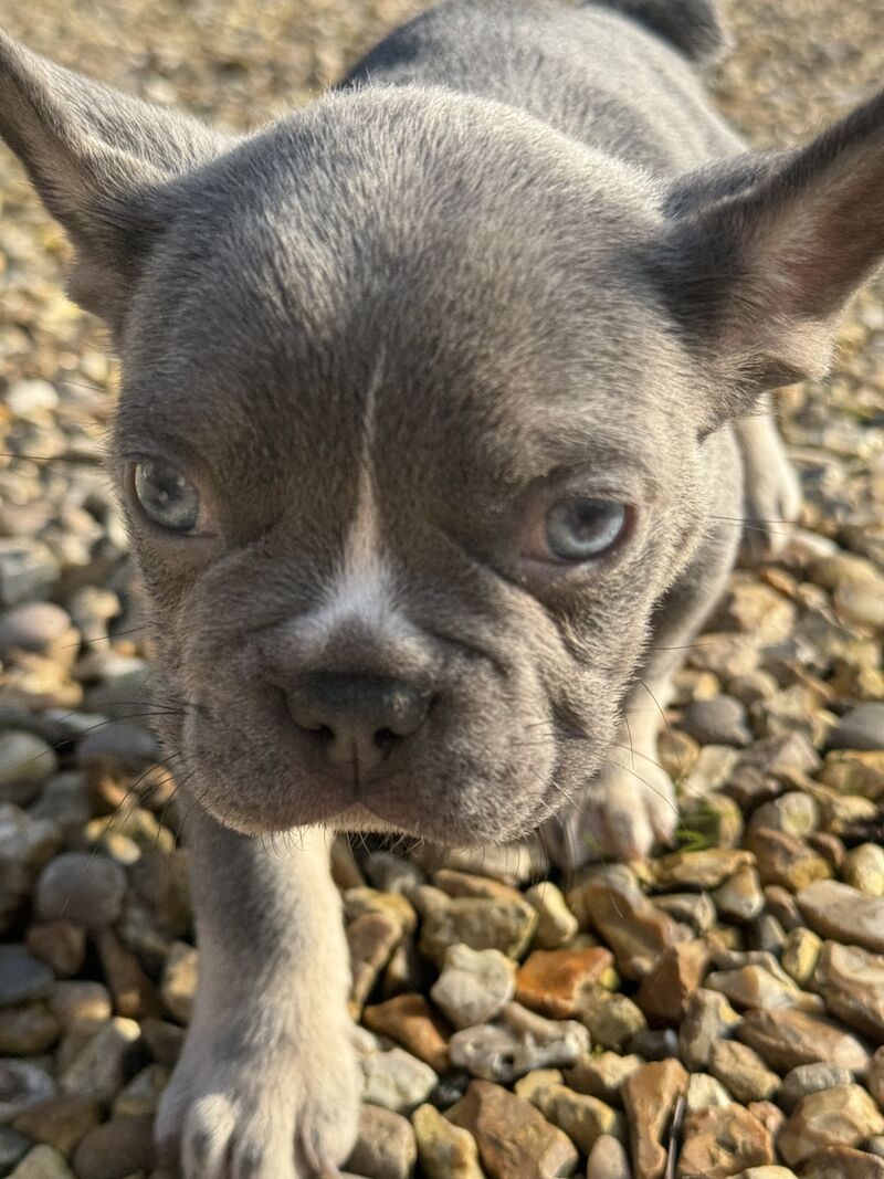 L4 fluff carries dwkc registered French bulldog pups for sale in North Hykeham, Lincolnshire - Image 7