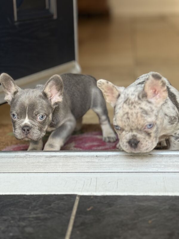 French Bulldog puppies for sale in North Hykeham, Lincolnshire – KC registered, 1 year old - Image 8 of 8