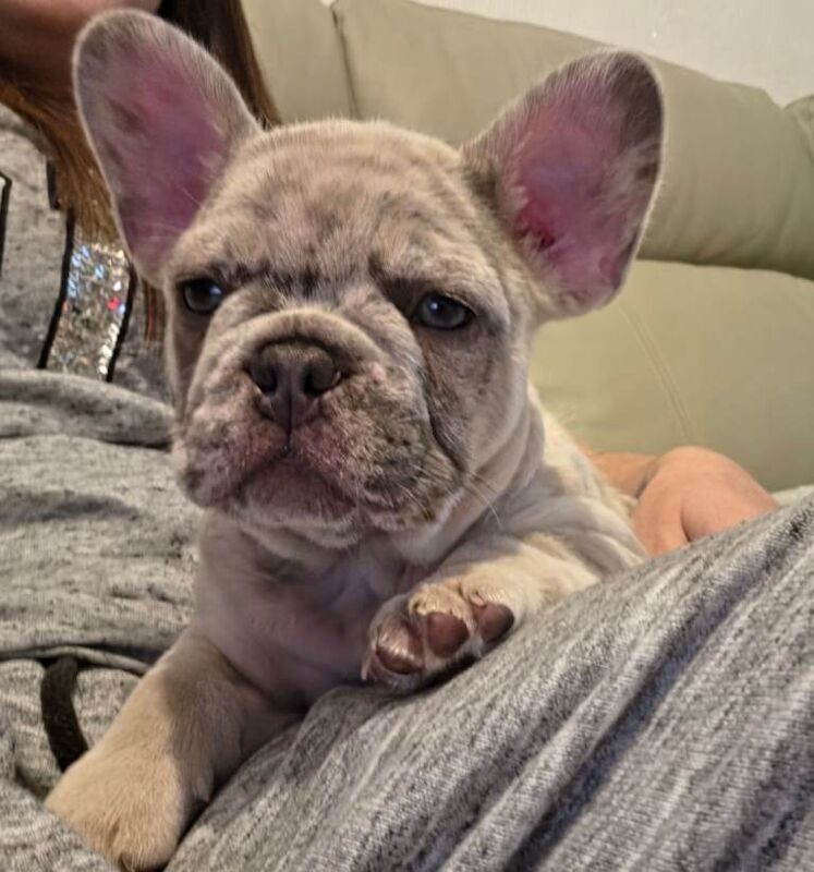 LAST 2 Puppies LEFT - Image 2 of 4