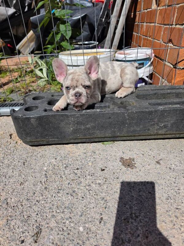 LAST 2 Puppies LEFT - Image 3 of 4