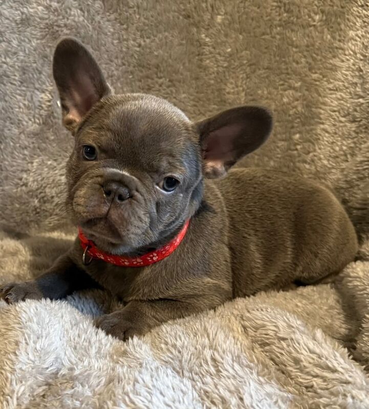 French Bulldog puppies for sale in Bramley, West Yorkshire – 7 weeks old