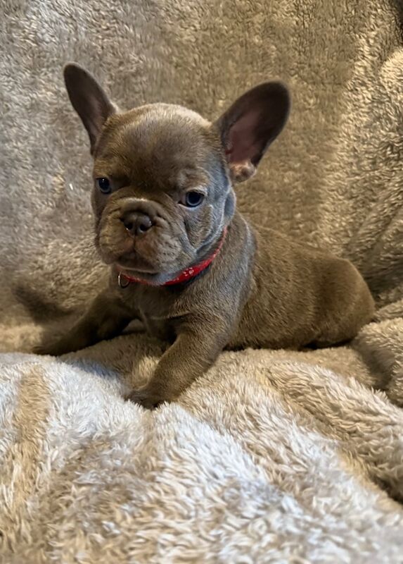 French Bulldog puppies for sale in Bramley, West Yorkshire – 9 weeks old - Image 2 of 3