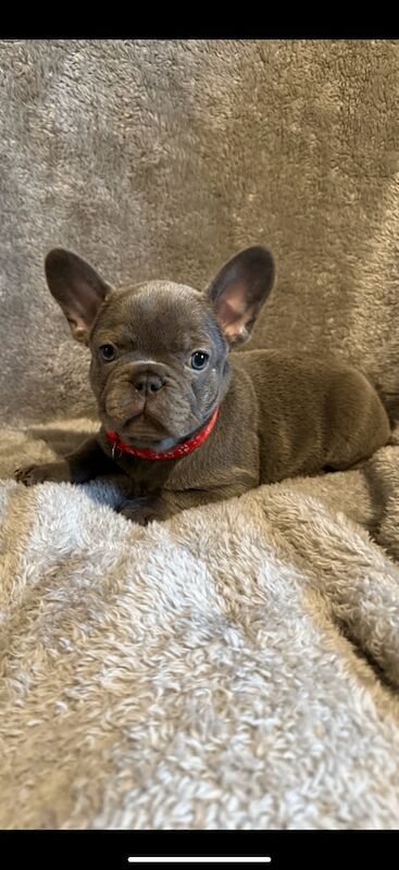 French Bulldog puppies for sale in Bramley, West Yorkshire – 9 weeks old - Image 3 of 3