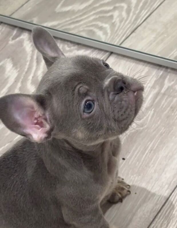 French Bulldog puppies for sale in Northolt, London – KC registered, 3 months old - Image 2 of 5