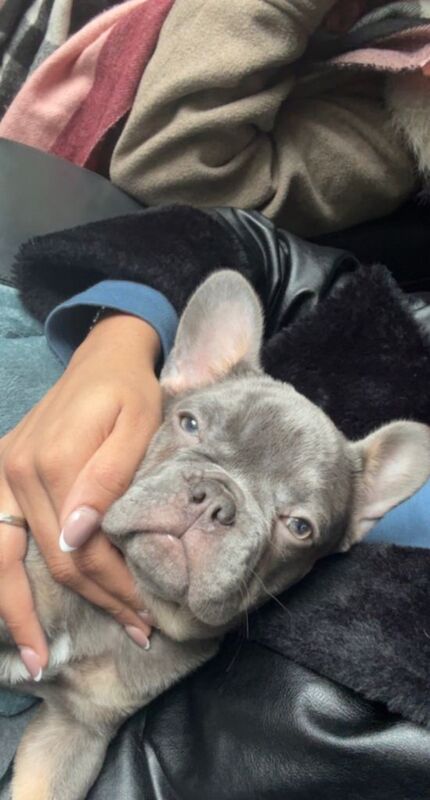 French Bulldog puppies for sale in Northolt, London – KC registered, 3 months old - Image 3 of 5