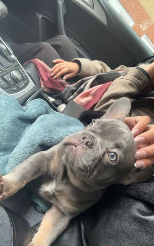 French Bulldog puppies for sale in Northolt, London – KC registered, 3 months old - Image 4 of 5
