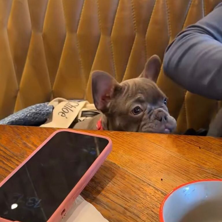 French Bulldog puppies for sale in Northolt, London – KC registered, 3 months old - Image 5 of 5