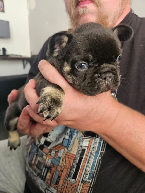 French Bulldog puppies for sale in Bognor Regis, West Sussex – 5 weeks old