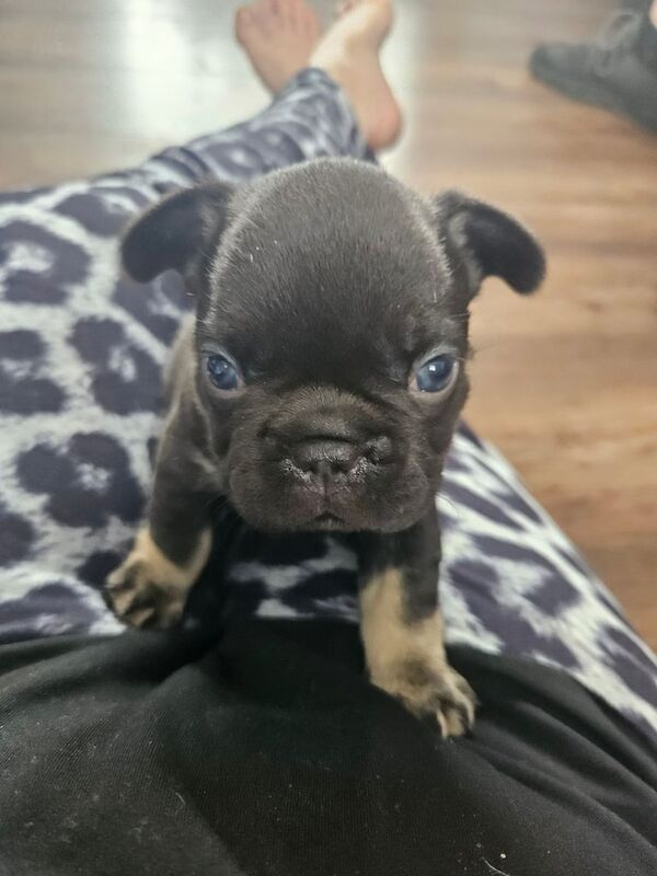French Bulldog puppies for sale in Bognor Regis, West Sussex – 5 weeks old - Image 2 of 3