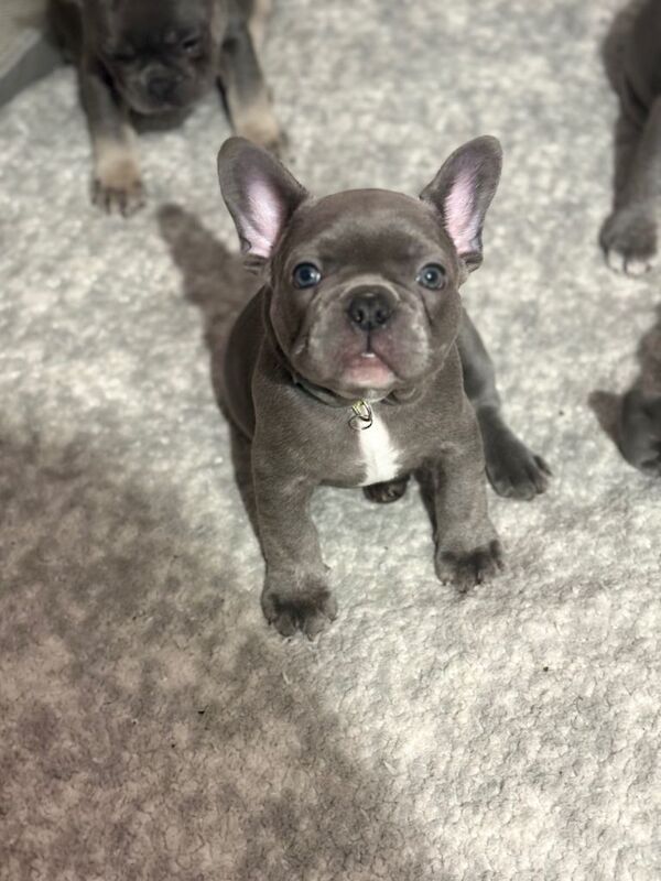 French Bulldog puppies for sale in Pendlebury, Greater Manchester – 8 weeks old