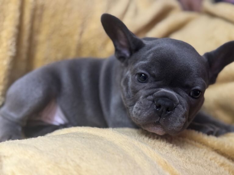 French Bulldog puppies for sale in Pendlebury, Greater Manchester – 8 weeks old - Image 2 of 3
