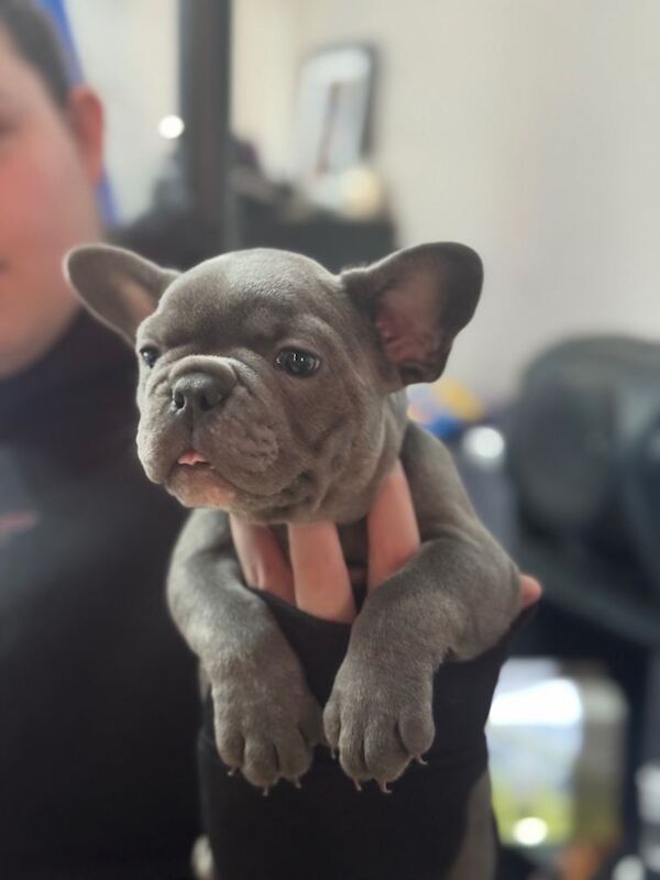 French Bulldog puppies for sale in Pendlebury, Greater Manchester – 8 weeks old - Image 3 of 3