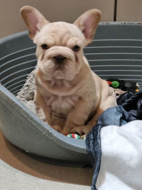 French Bulldog puppies for sale in Stansted Mountfitchet, Essex – 11 weeks old
