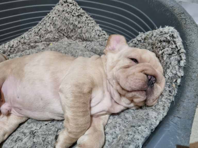 French Bulldog puppies for sale in Stansted Mountfitchet, Essex – 11 weeks old - Image 3 of 6