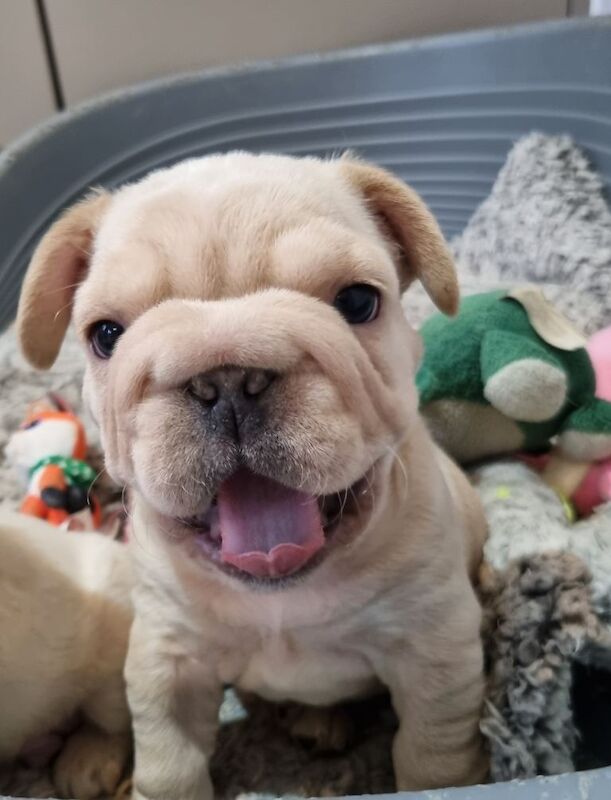 French Bulldog puppies for sale in Stansted Mountfitchet, Essex – 11 weeks old - Image 5 of 6