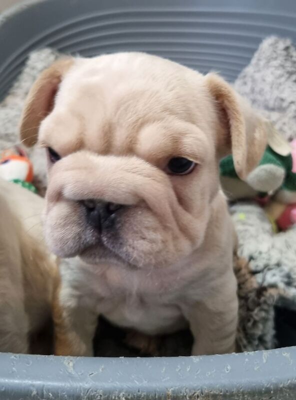 French Bulldog puppies for sale in Stansted Mountfitchet, Essex – 11 weeks old - Image 6 of 6
