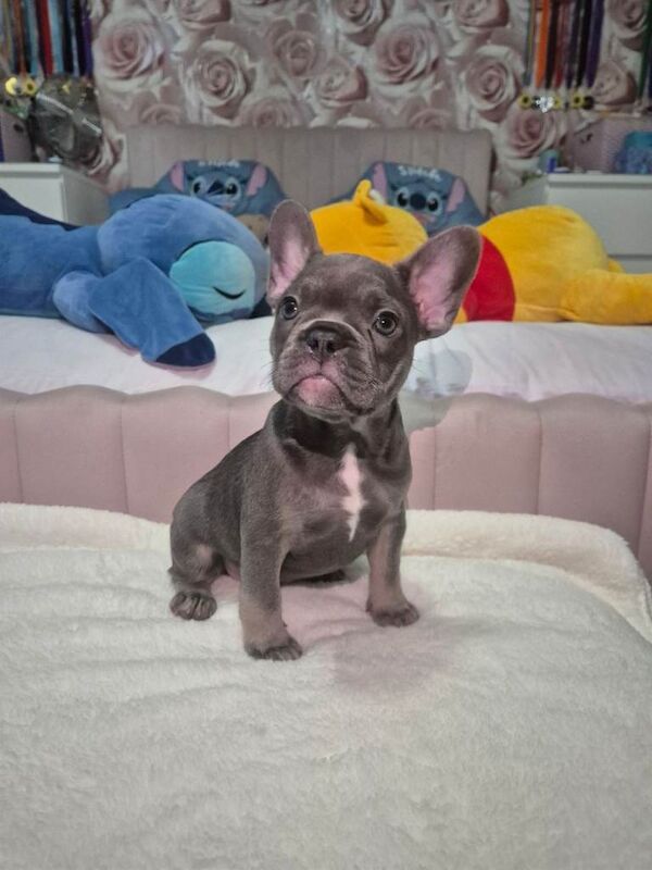 French Bulldog puppies for sale in Rochester, Kent – KC registered, 11 weeks old