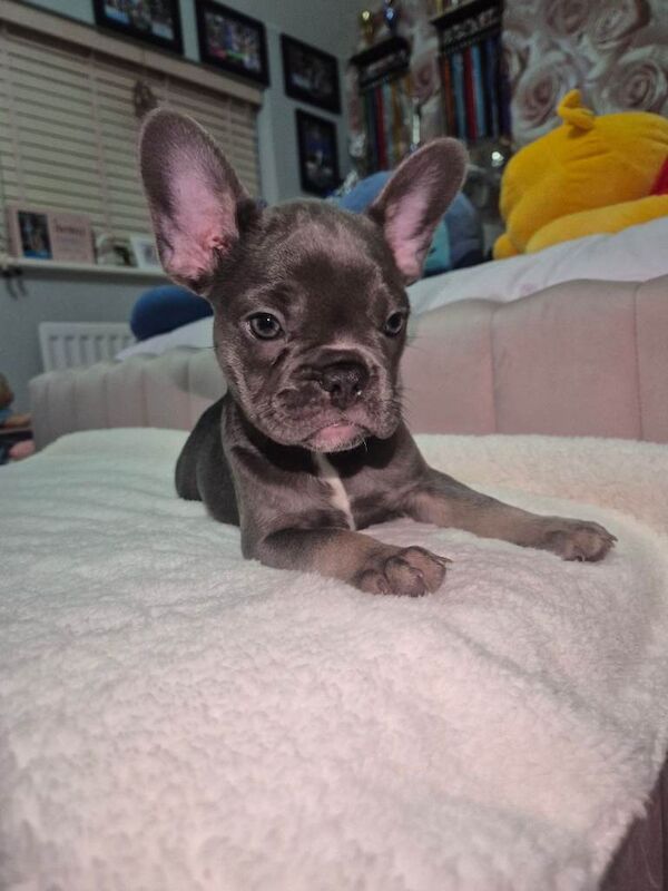 French Bulldog puppies for sale in Rochester, Kent – KC registered, 11 weeks old - Image 2 of 2