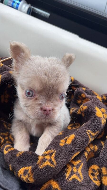 Last girl of the litter! Visual fluffy Frenchie - Image 2 of 6