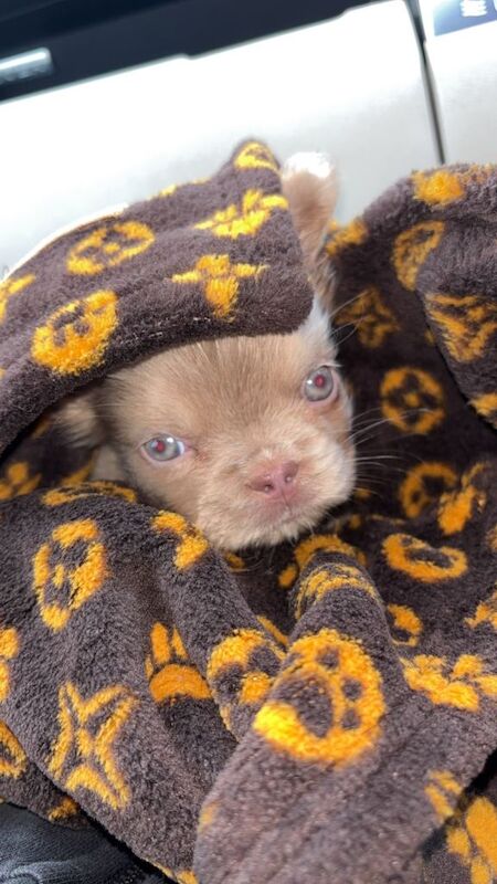 Last girl of the litter! Visual fluffy Frenchie - Image 3 of 6