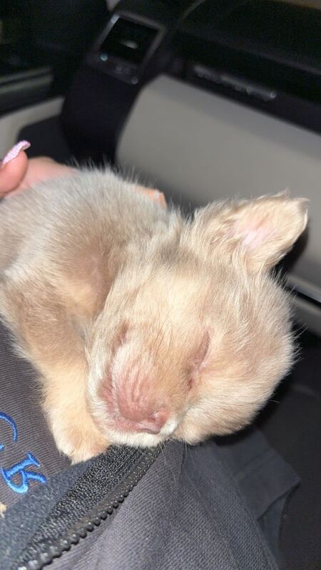 Last girl of the litter! Visual fluffy Frenchie - Image 5 of 6