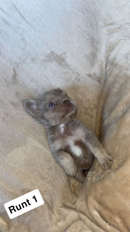 Last girl of the litter! Visual fluffy Frenchie - Image 6 of 6