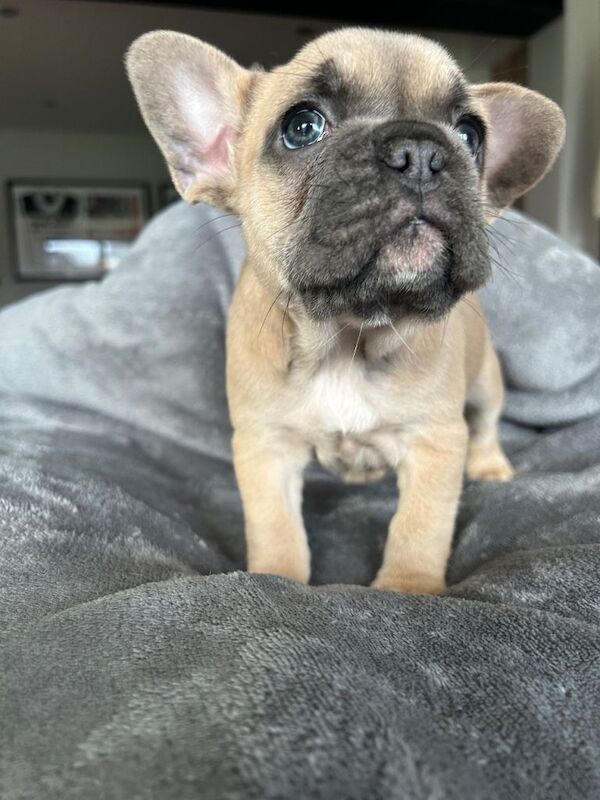 French Bulldog puppies for sale in Kingston upon Hull, East Riding of Yorkshire – 7 weeks old
