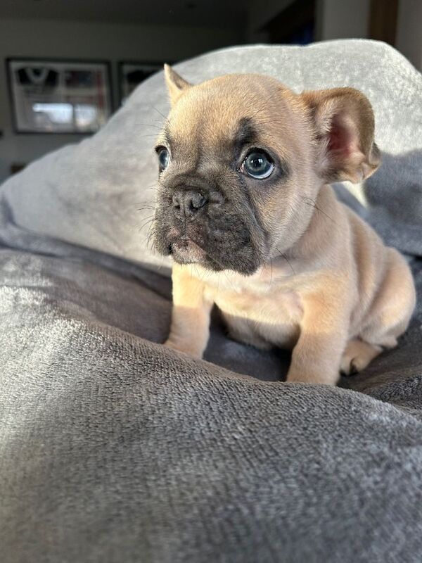 French Bulldog puppies for sale in Kingston upon Hull, East Riding of Yorkshire – 7 weeks old - Image 3 of 6