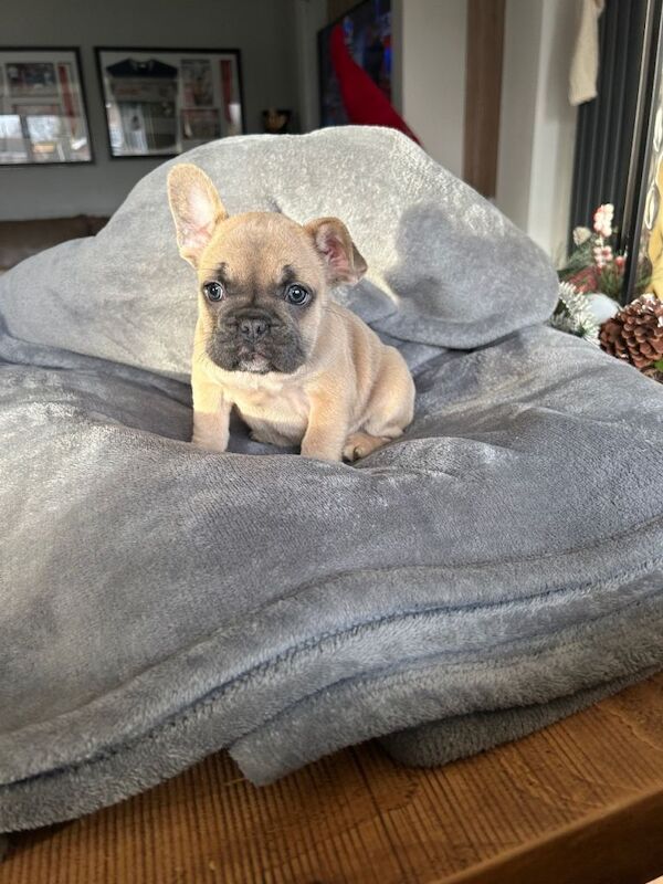French Bulldog puppies for sale in Kingston upon Hull, East Riding of Yorkshire – 7 weeks old - Image 4 of 6