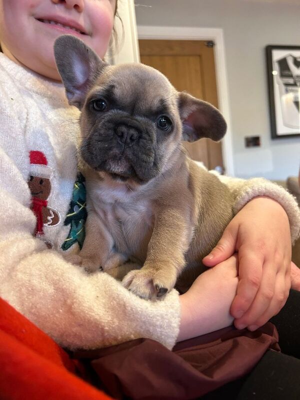 French Bulldog puppies for sale in Kingston upon Hull, East Riding of Yorkshire – 7 weeks old - Image 5 of 6