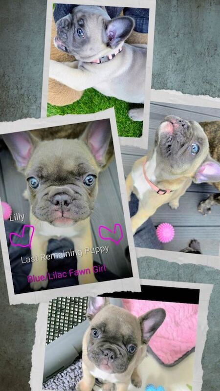 LAST REMAING PUPPY️Beautiful Blue/Lilac Fawn Girl Puppy️