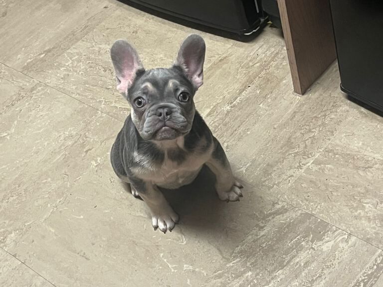 French Bulldog puppies for sale in Bilston, West Midlands – 3 months old - Image 2 of 4